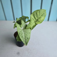 Load image into Gallery viewer, #G33 Syngonium Milk Confetti Tricolor
