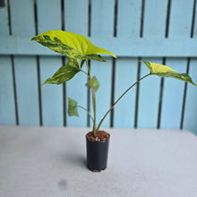 Load image into Gallery viewer, #G34 Syngonium Auria Variegated