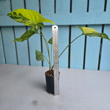 Load image into Gallery viewer, #G34 Syngonium Auria Variegated