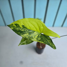 Load image into Gallery viewer, #G34 Syngonium Auria Variegated