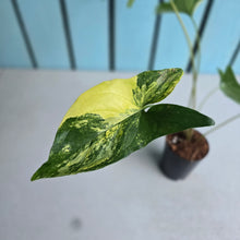 Load image into Gallery viewer, #G34 Syngonium Auria Variegated