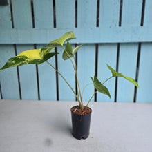Load image into Gallery viewer, #G34 Syngonium Auria Variegated