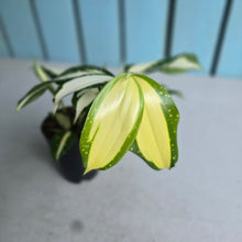 Load image into Gallery viewer, #B65 Dracaena Surculosa 'Milky Way'