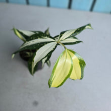 Load image into Gallery viewer, #B65 Dracaena Surculosa 'Milky Way'