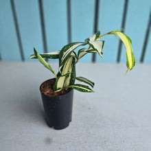 Load image into Gallery viewer, #B65 Dracaena Surculosa 'Milky Way'