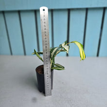 Load image into Gallery viewer, #B65 Dracaena Surculosa 'Milky Way'