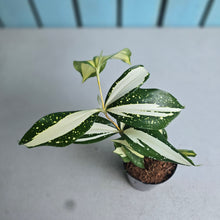 Load image into Gallery viewer, #B65 Dracaena Surculosa 'Milky Way'