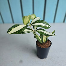 Load image into Gallery viewer, #B65 Dracaena Surculosa 'Milky Way'