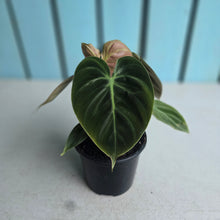 Load image into Gallery viewer, #H238 Philodendron El Choco