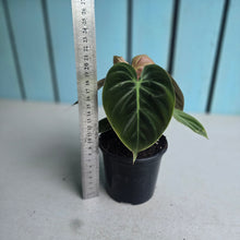 Load image into Gallery viewer, #H238 Philodendron El Choco
