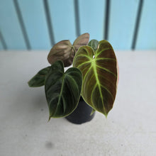 Load image into Gallery viewer, #H238 Philodendron El Choco