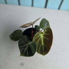 Load image into Gallery viewer, #H238 Philodendron El Choco