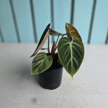 Load image into Gallery viewer, #H238 Philodendron El Choco