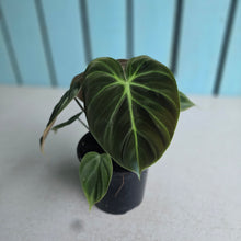 Load image into Gallery viewer, #N25 Philodendron El Choco