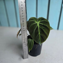 Load image into Gallery viewer, #N25 Philodendron El Choco