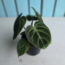 Load image into Gallery viewer, #N25 Philodendron El Choco