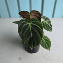 Load image into Gallery viewer, #N25 Philodendron El Choco
