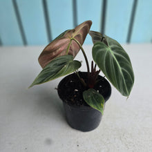 Load image into Gallery viewer, #N25 Philodendron El Choco