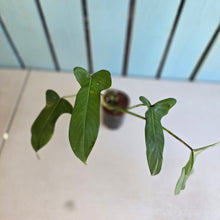 Load image into Gallery viewer, #N03 Philodendron Longilobatum