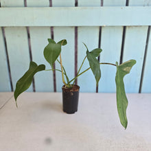 Load image into Gallery viewer, #N03 Philodendron Longilobatum