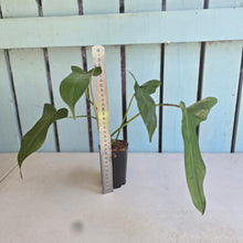 Load image into Gallery viewer, #N03 Philodendron Longilobatum