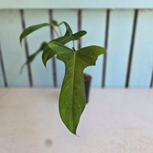 Load image into Gallery viewer, #N03 Philodendron Longilobatum