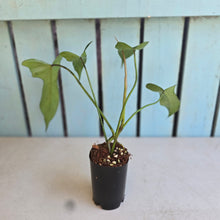 Load image into Gallery viewer, #N03 Philodendron Longilobatum