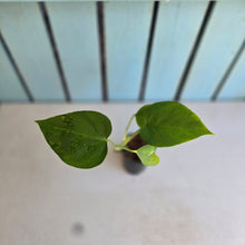 Load image into Gallery viewer, #M95 Monstera Sierrana