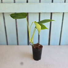 Load image into Gallery viewer, #M95 Monstera Sierrana
