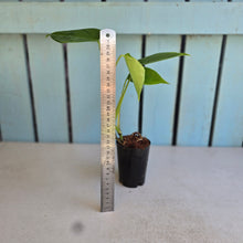 Load image into Gallery viewer, #M95 Monstera Sierrana