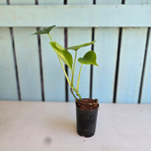 Load image into Gallery viewer, #M95 Monstera Sierrana