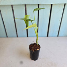 Load image into Gallery viewer, #M95 Monstera Sierrana