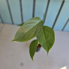 Load image into Gallery viewer, #215 Philodendron Hastatum 'Silver Sword'