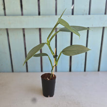 Load image into Gallery viewer, #215 Philodendron Hastatum 'Silver Sword'