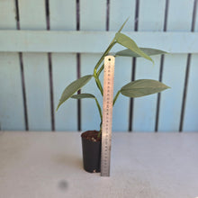 Load image into Gallery viewer, #215 Philodendron Hastatum 'Silver Sword'
