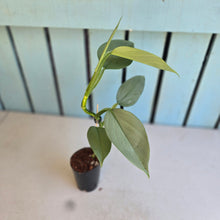 Load image into Gallery viewer, #215 Philodendron Hastatum 'Silver Sword'