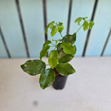 Load image into Gallery viewer, #B82 Schefflera Dwarf Ruffles