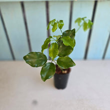 Load image into Gallery viewer, #B82 Schefflera Dwarf Ruffles
