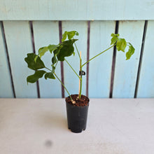 Load image into Gallery viewer, #B82 Schefflera Dwarf Ruffles