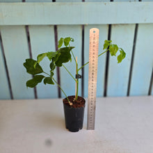 Load image into Gallery viewer, #B82 Schefflera Dwarf Ruffles