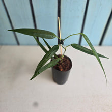 Load image into Gallery viewer, #M9 Philodendron Chinchamayense