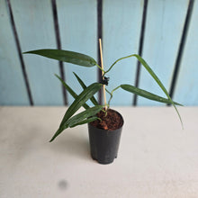 Load image into Gallery viewer, #M9 Philodendron Chinchamayense