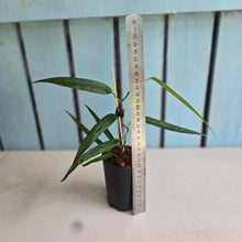 Load image into Gallery viewer, #M9 Philodendron Chinchamayense