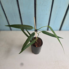Load image into Gallery viewer, #M9 Philodendron Chinchamayense