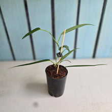 Load image into Gallery viewer, #M9 Philodendron Chinchamayense