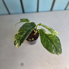 Load image into Gallery viewer, #P57 Variegated Rhaphidophora Puberula