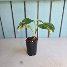 Load image into Gallery viewer, #P57 Variegated Rhaphidophora Puberula