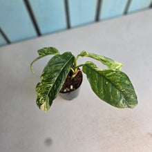 Load image into Gallery viewer, #P57 Variegated Rhaphidophora Puberula