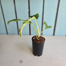 Load image into Gallery viewer, #P57 Variegated Rhaphidophora Puberula