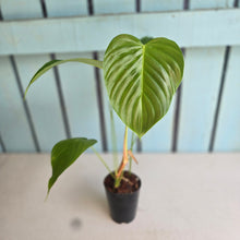 Load image into Gallery viewer, #G3 Philodendron Grandipes
